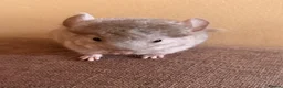 Chinchilla rodents for sale: Female beige baby chinchilla for sale  - Advert 2
