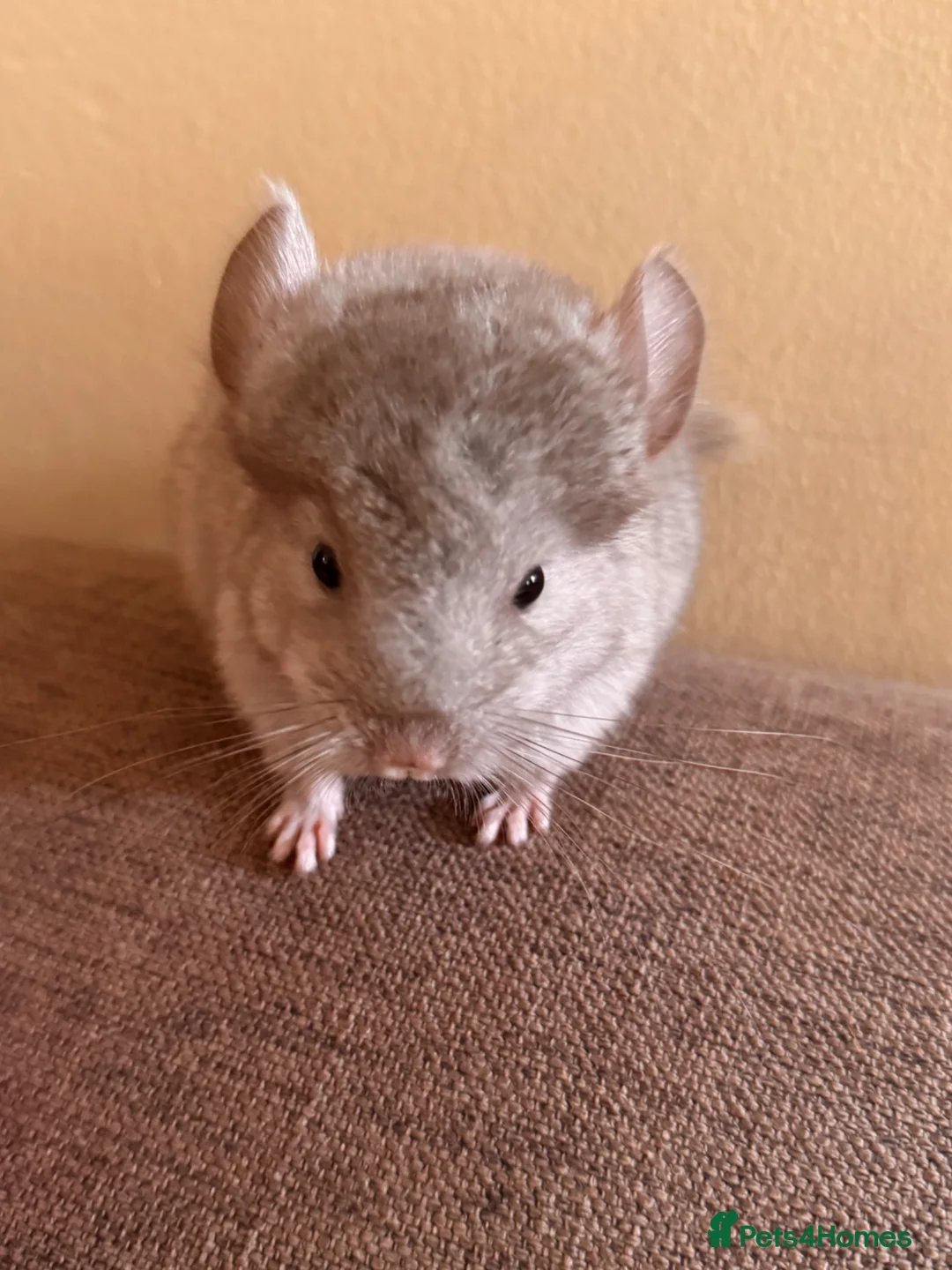 Chinchilla rodents for sale: Female beige baby chinchilla for sale  - Advert 2