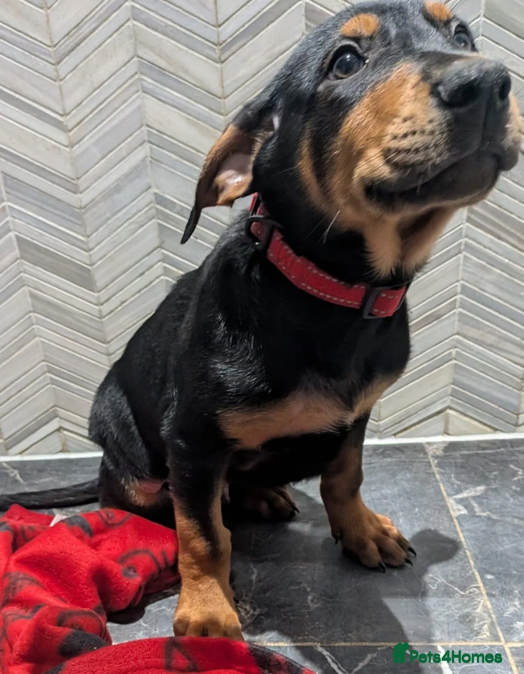 Mixed Breed dogs 1 Boy available🐾Kelpie x Chinese Red Dog - Advert 3