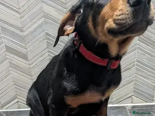 Mixed Breed dogs 1 Boy available🐾Kelpie x Chinese Red Dog - Advert 3