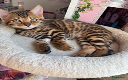 Bengal cats for sale: ✨Full Breed Bengal girl✨ - Image 1