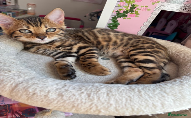 Bengal cats - Advert 5