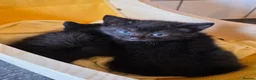 Russian Blue cats for sale: Russian blue x bengal black charcoal male female  - Advert 4