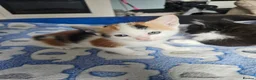 Mixed Breed cats for sale: 4 adorable kittens - Advert 3