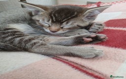 Oriental cats for sale: 2girls 1 boy - Advert 27