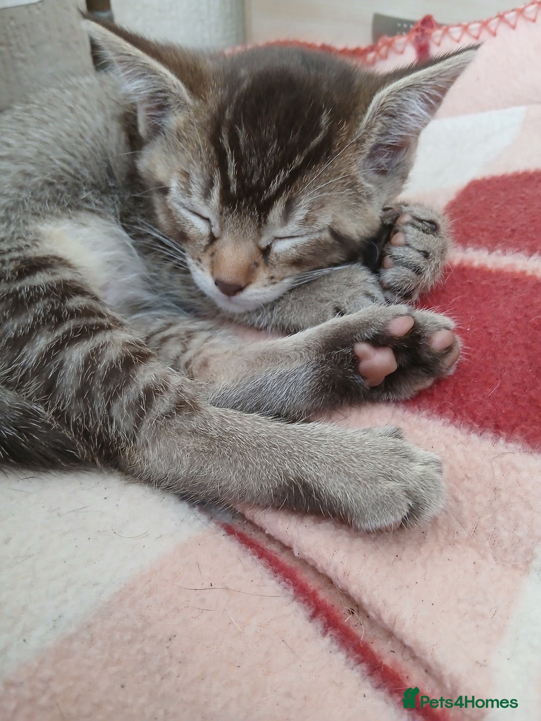 Oriental cats for sale: 2girls 1 boy - Advert 27