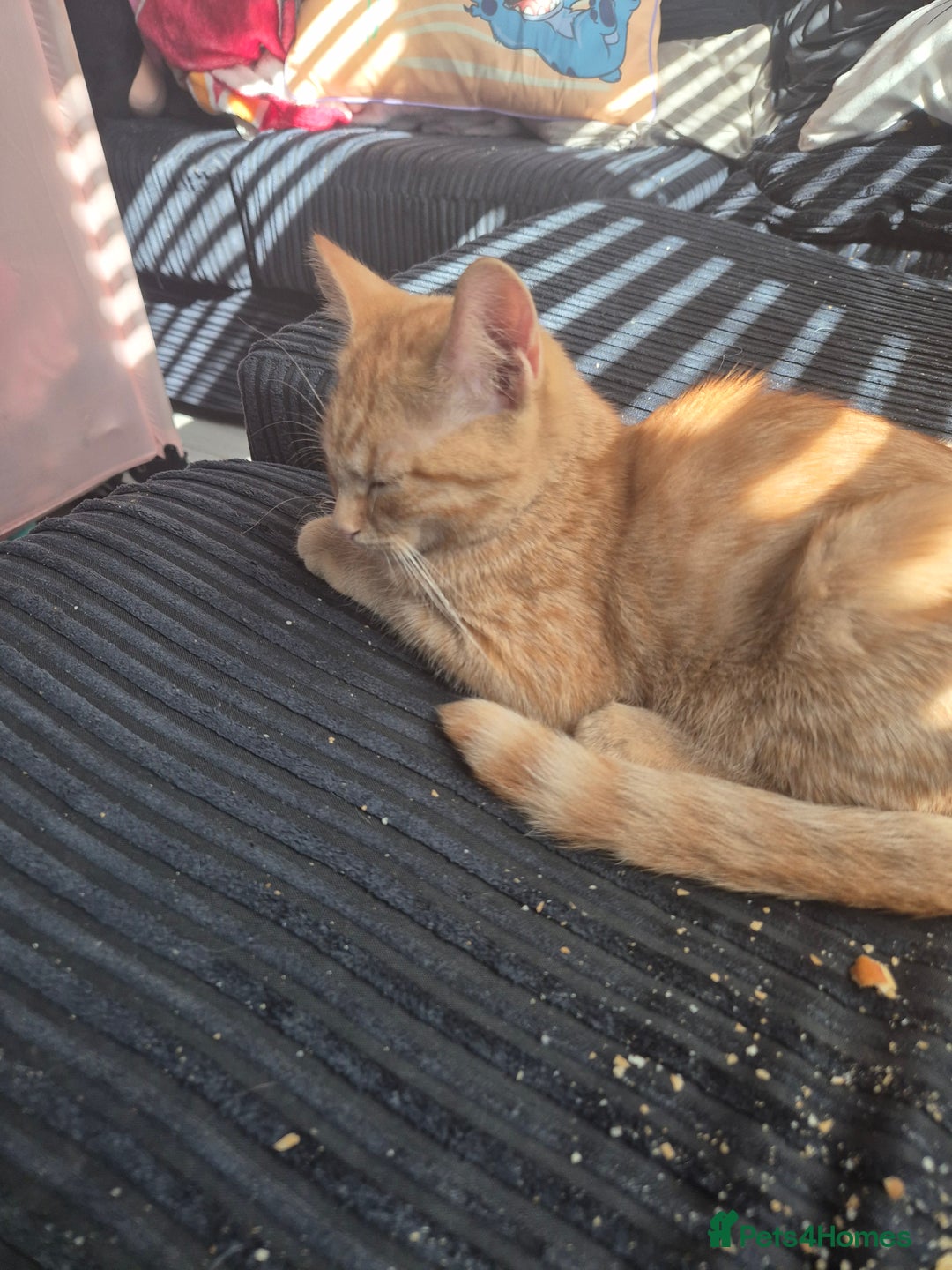 Mixed Breed cats for sale: Two ginger cats 1 male 1 female  - Image 3