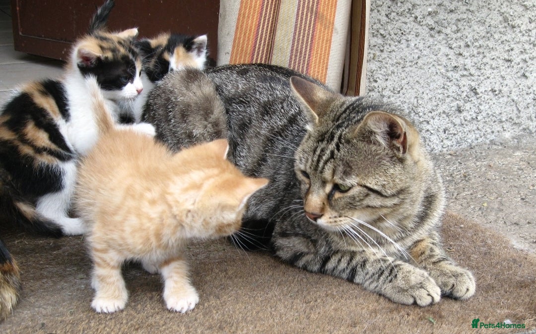 Mixed Breed cats for sale: Kittens ready now  - Image 9