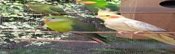 Cockatiels birds for sale: DNA breeding pairs barraband Bourke cockatiels - Advert 3