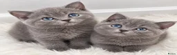 British Shorthair cats for sale: Beautiful GCCF kittens. - Advert 8