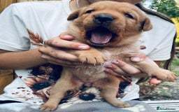 Labrador Retriever dogs for sale: Labrador puppies  - Image 9