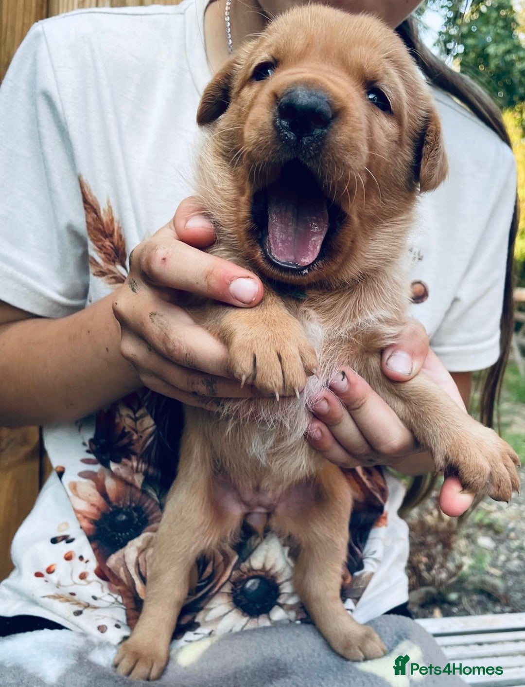 Labrador Retriever dogs for sale: Labrador puppies  - Image 9