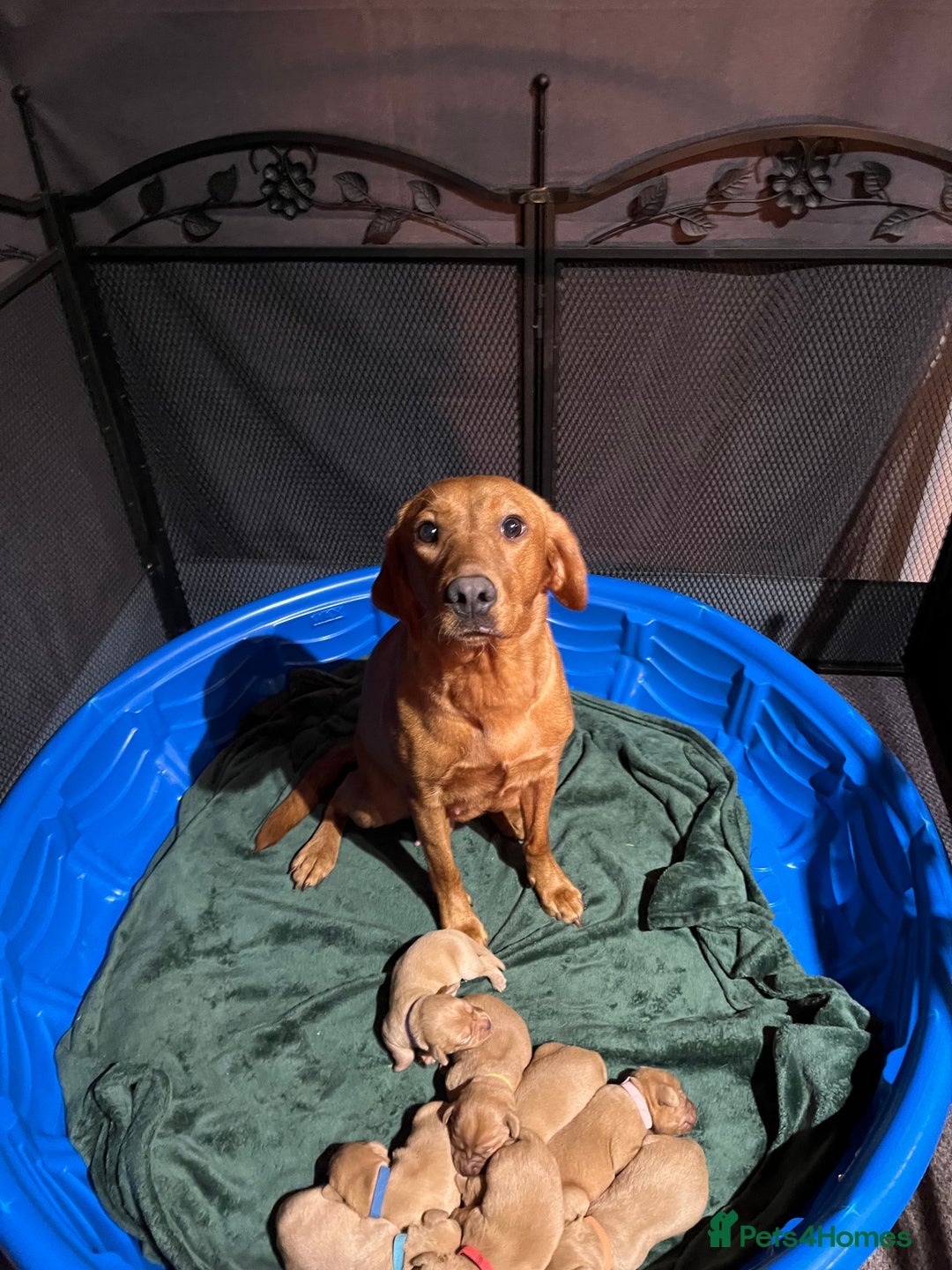 Labrador Retriever dogs for sale: Fox red Labrador puppies  - Image 15