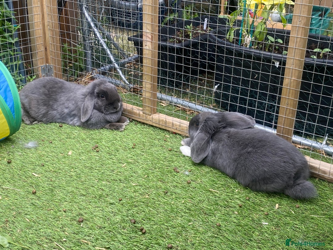 Mini Lop rabbits for sale: Mini lop Buck  - Image 4