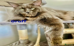 Maine Coon cats for sale: *READY* Stunning Tica Maine Coons - Image 18