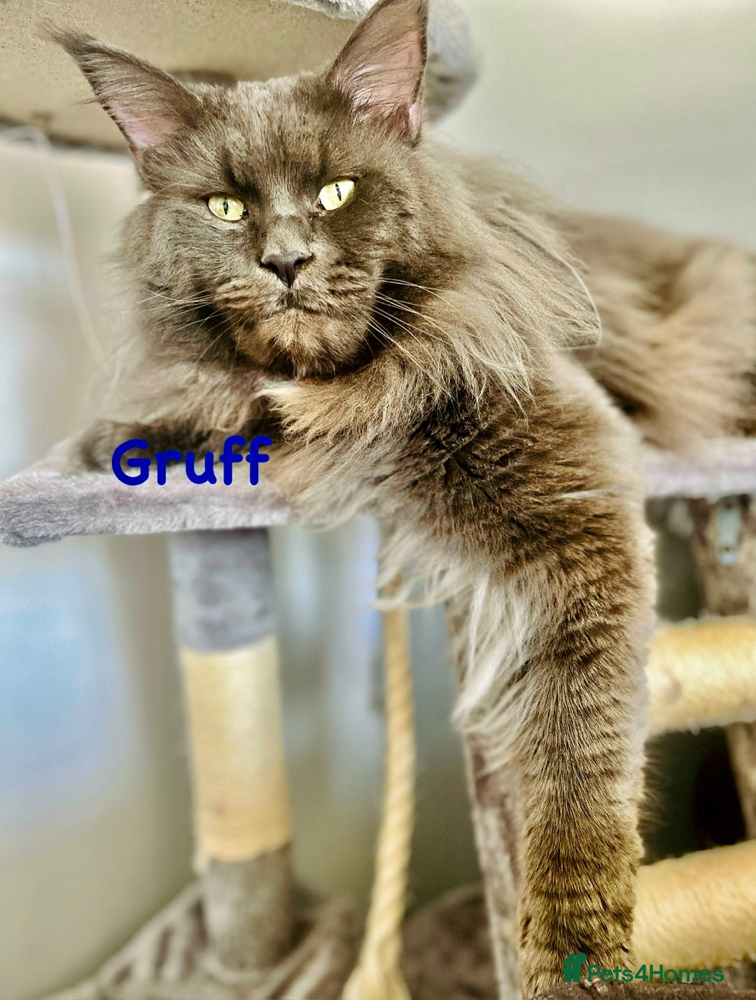 Maine Coon cats for sale: *READY* Stunning Tica Maine Coons - Image 18
