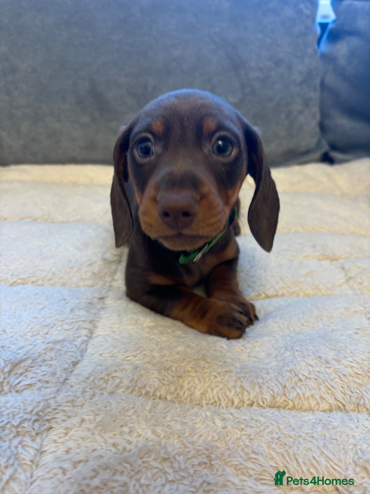 Miniature Dachshund dogs Miniature dachshund  - Advert 1