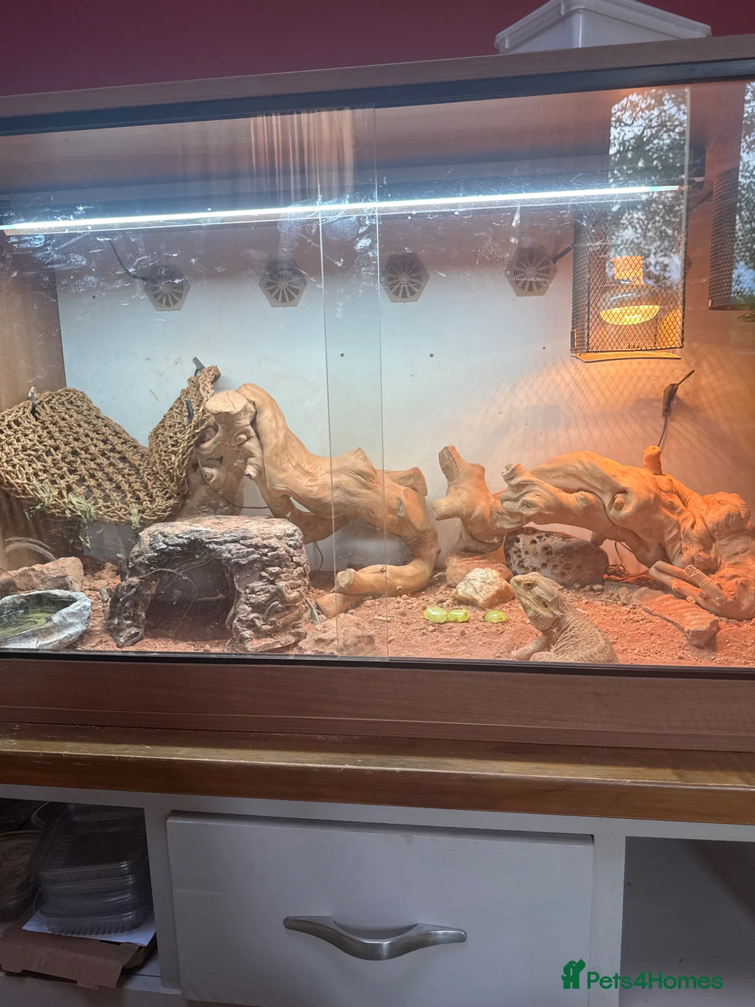 Bearded Dragon reptiles for sale: Beard dragon and tank  in Milton Keynes - Advert 6