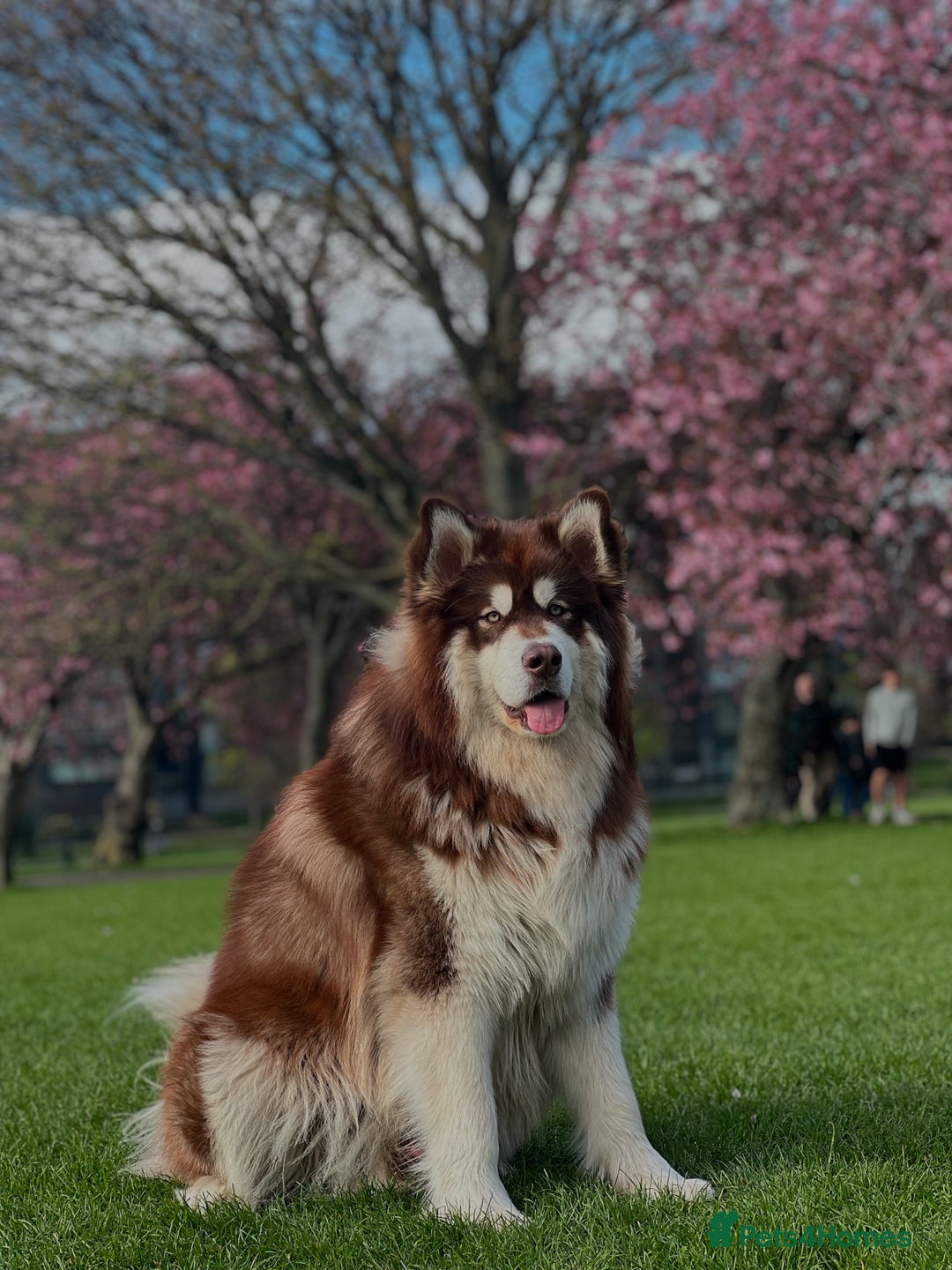 Alaskan Malamute dogs for stud: Handsome boy for stud - Advert 1