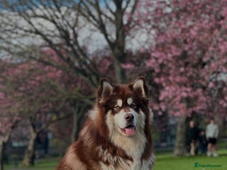 Alaskan Malamute dogs Handsome boy for stud - Advert 13