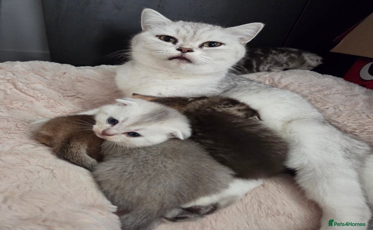 Scottish Fold cats - Advert 1