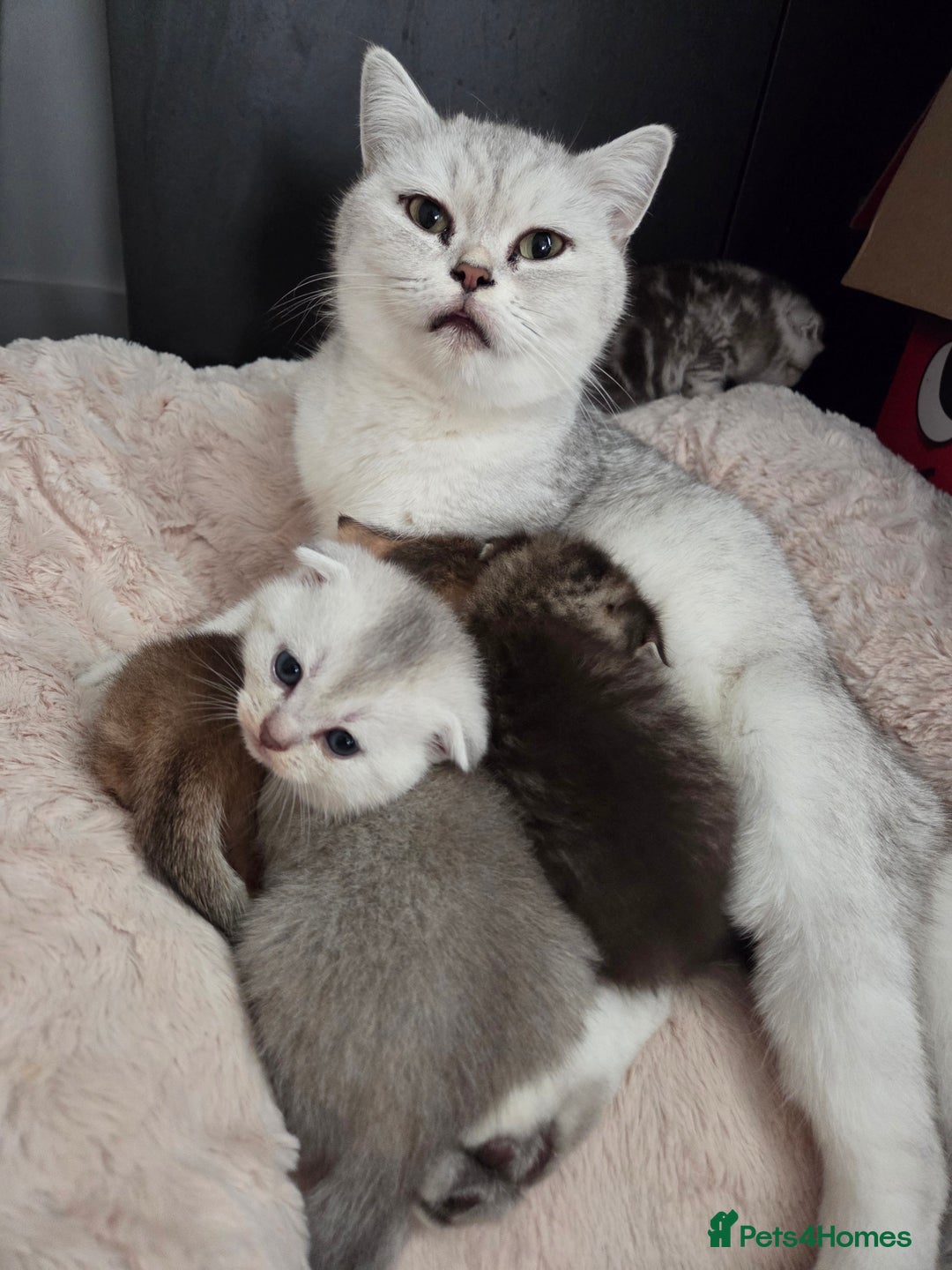 Scottish Fold cats for sale: Scottish folds - Image 1