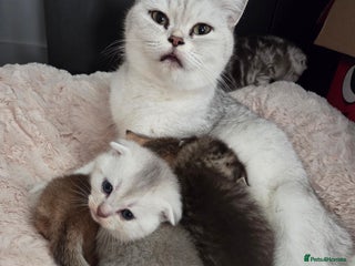 Scottish Fold cats for sale - Advert 1