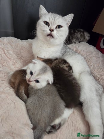 Scottish Fold cats - Advert 1