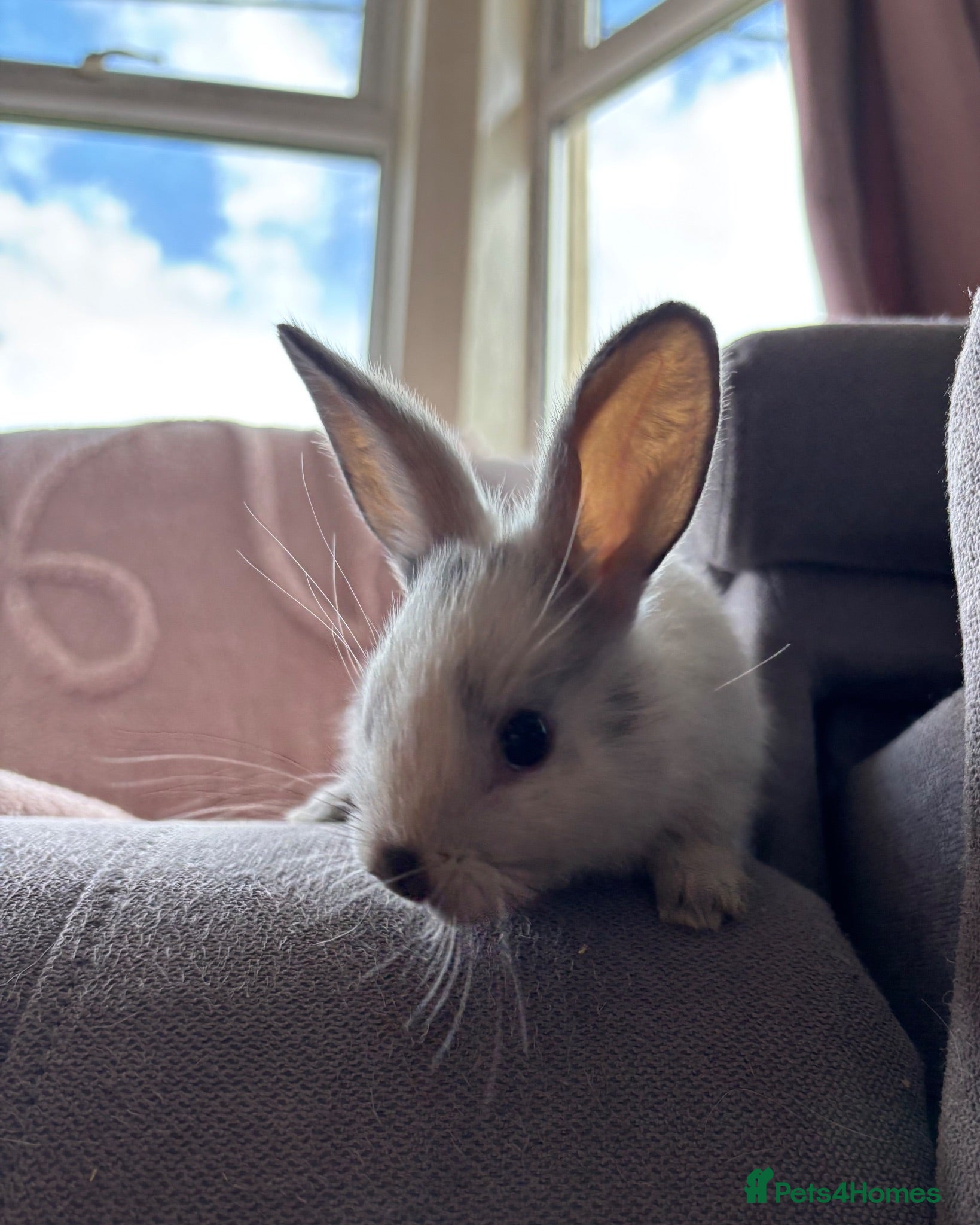 Lionhead rabbits ONE LIONHEAD DOE LEFT - Advert 8