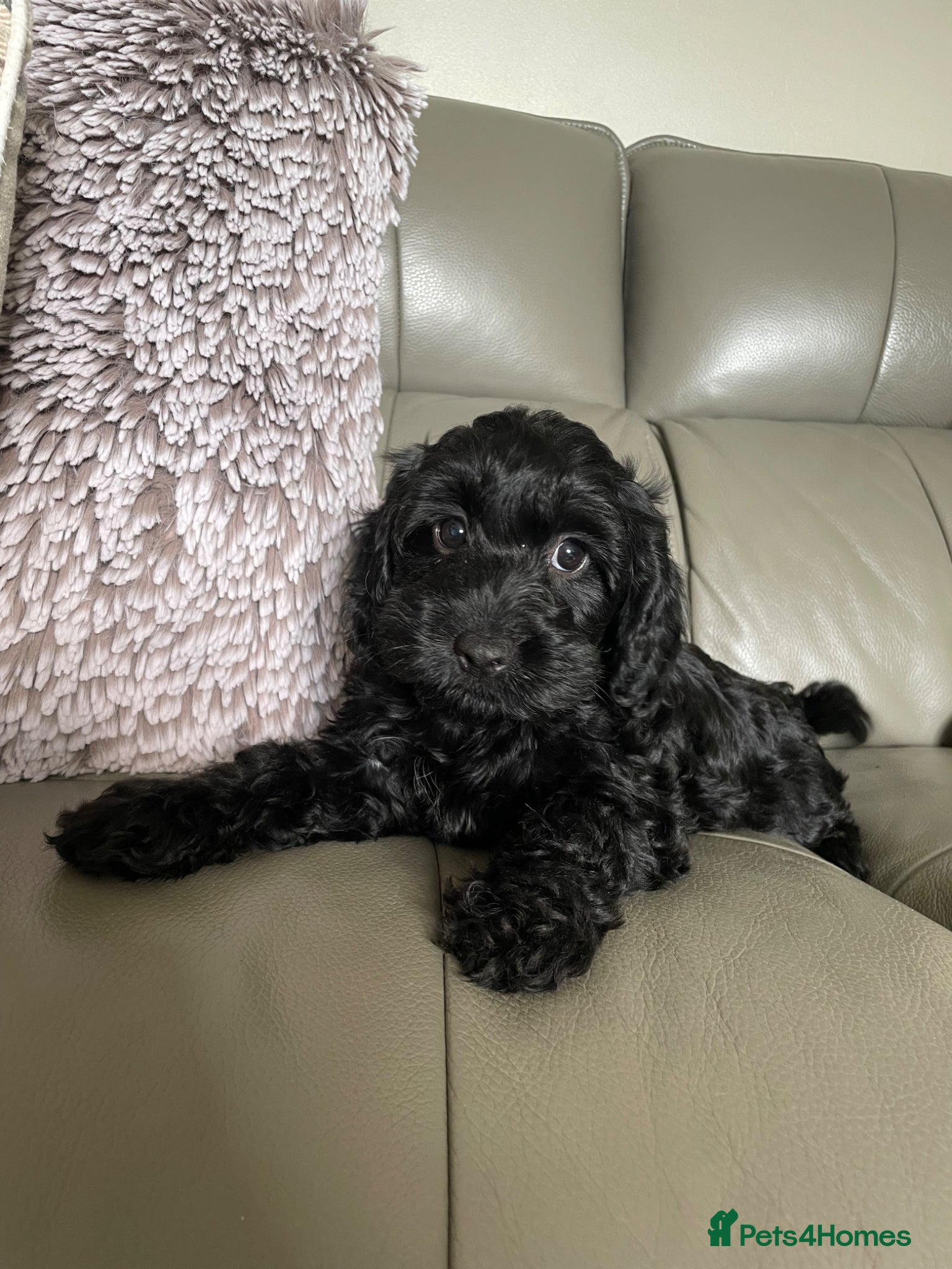Cockapoo dogs DNA TESTED Tiny Toy F1 Cockapoo Puppies❤️ - Advert 1