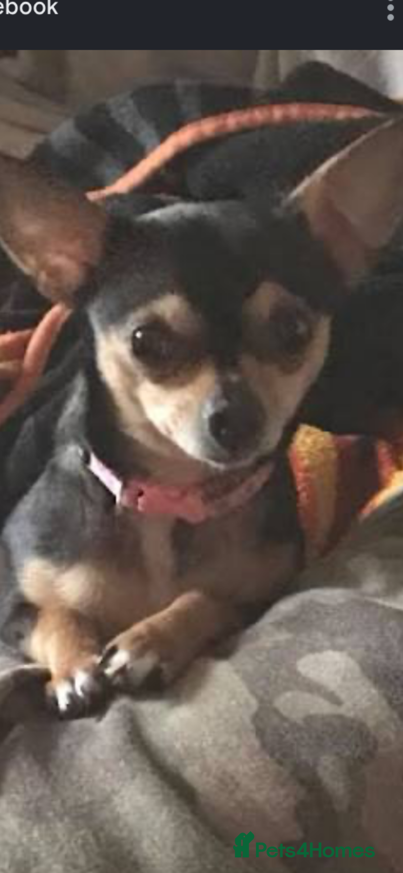 Chihuahua dogs Chihuahua girl  - Advert 1