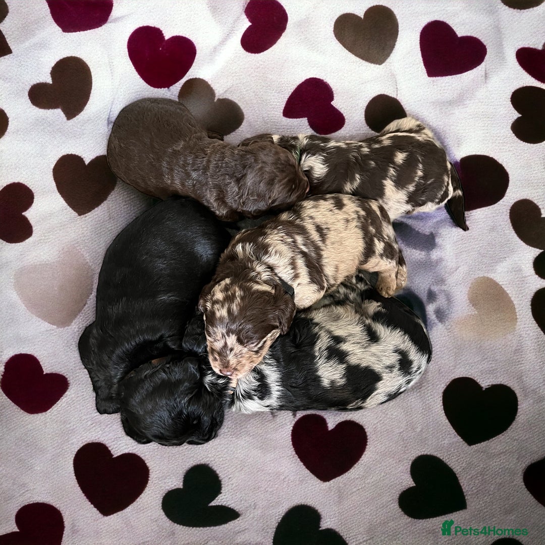 Miniature Poodle dogs for stud: Blue Merle, Chocolate carrier, Miniature stud in Newcastle - Advert 5
