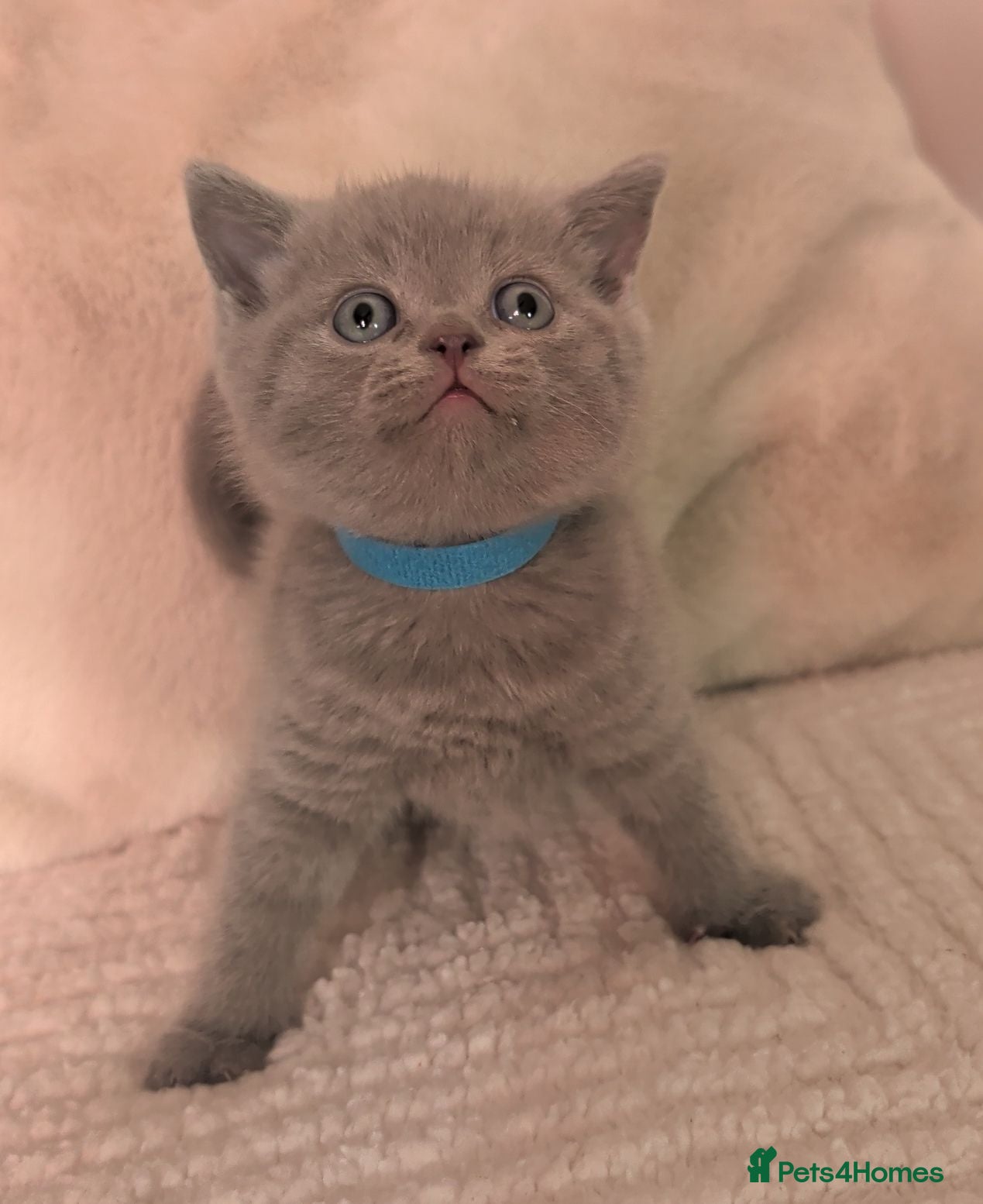 British Shorthair cats British shorthair kittens  - Advert 17