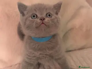 British Shorthair cats British shorthair kittens - Advert 17