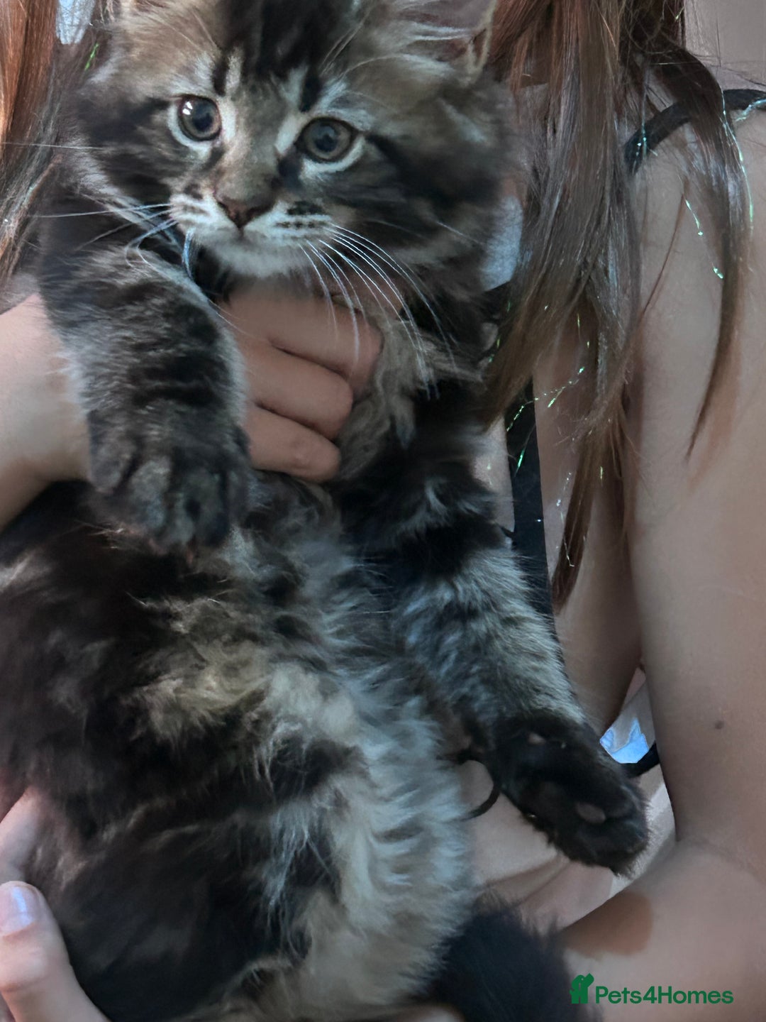 Maine Coon cats for sale: Beautiful Maine coon boy for sale  - Image 3