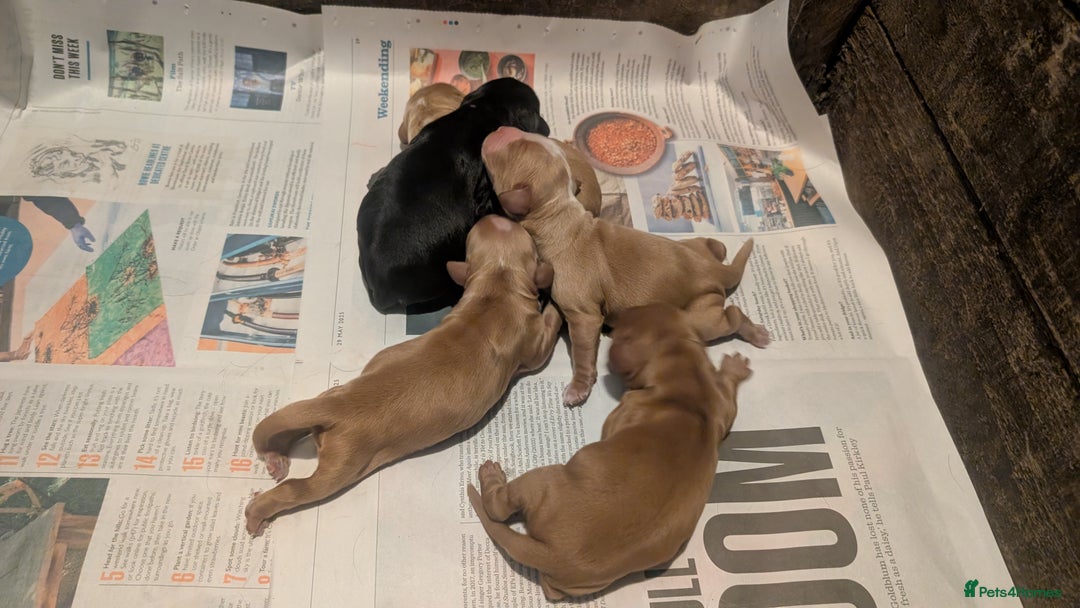 Cocker Spaniel dogs for sale: Working Cocker Spaniel Puppies  - Image 19