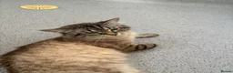 Maine Coon cats for sale: Large Adult Male Cat Half Maine Coon/Mixed Breed in Southend-on-Sea - Advert 5