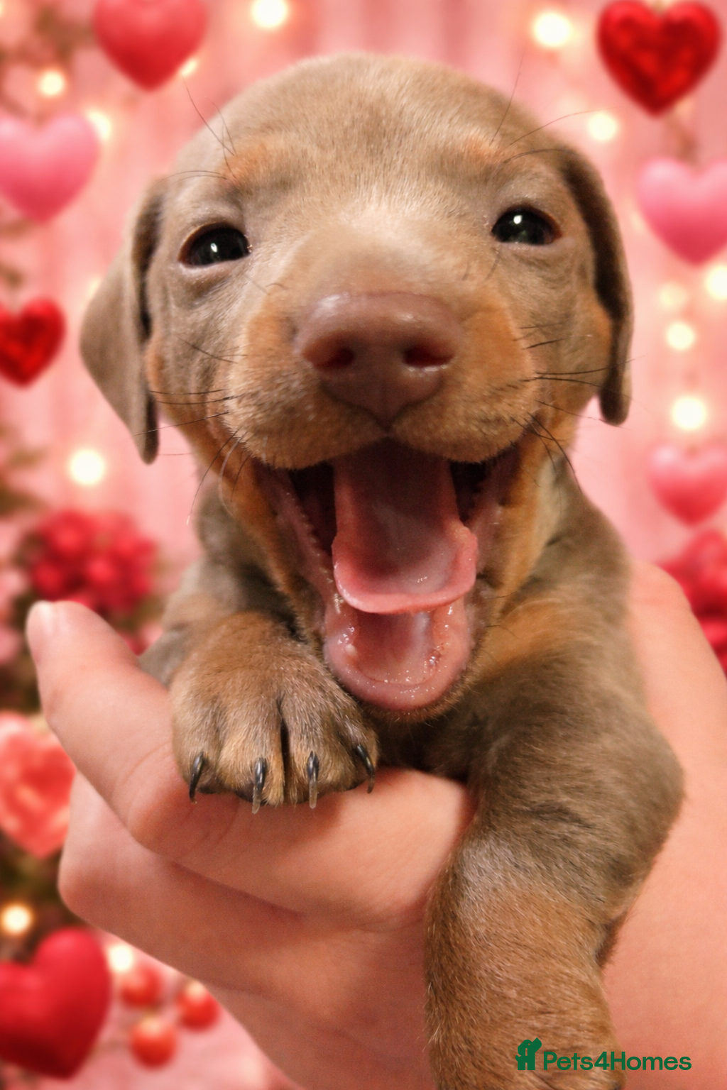 Miniature Dachshund dogs 1 Isabella male left - 9 KC reg mini dachshunds  - Advert 3