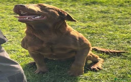 Labrador Retriever dogs for sale: Kc Registered Labradors for sale - Image 7