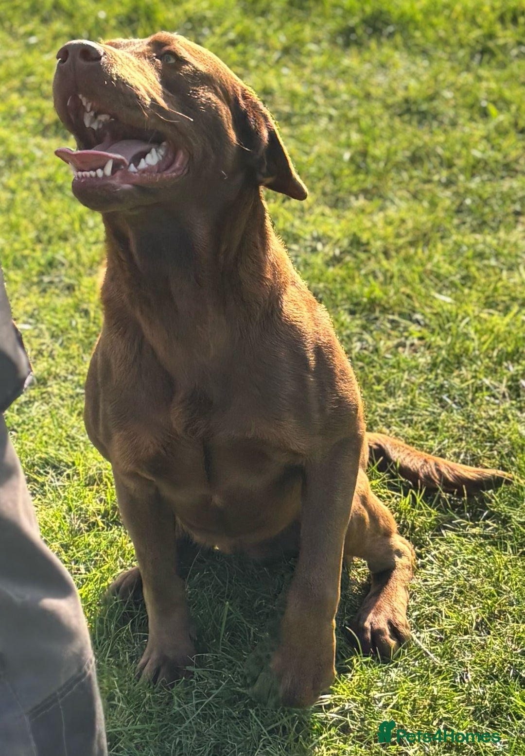 Labrador Retriever dogs for sale: Kc Registered Labradors for sale - Image 7