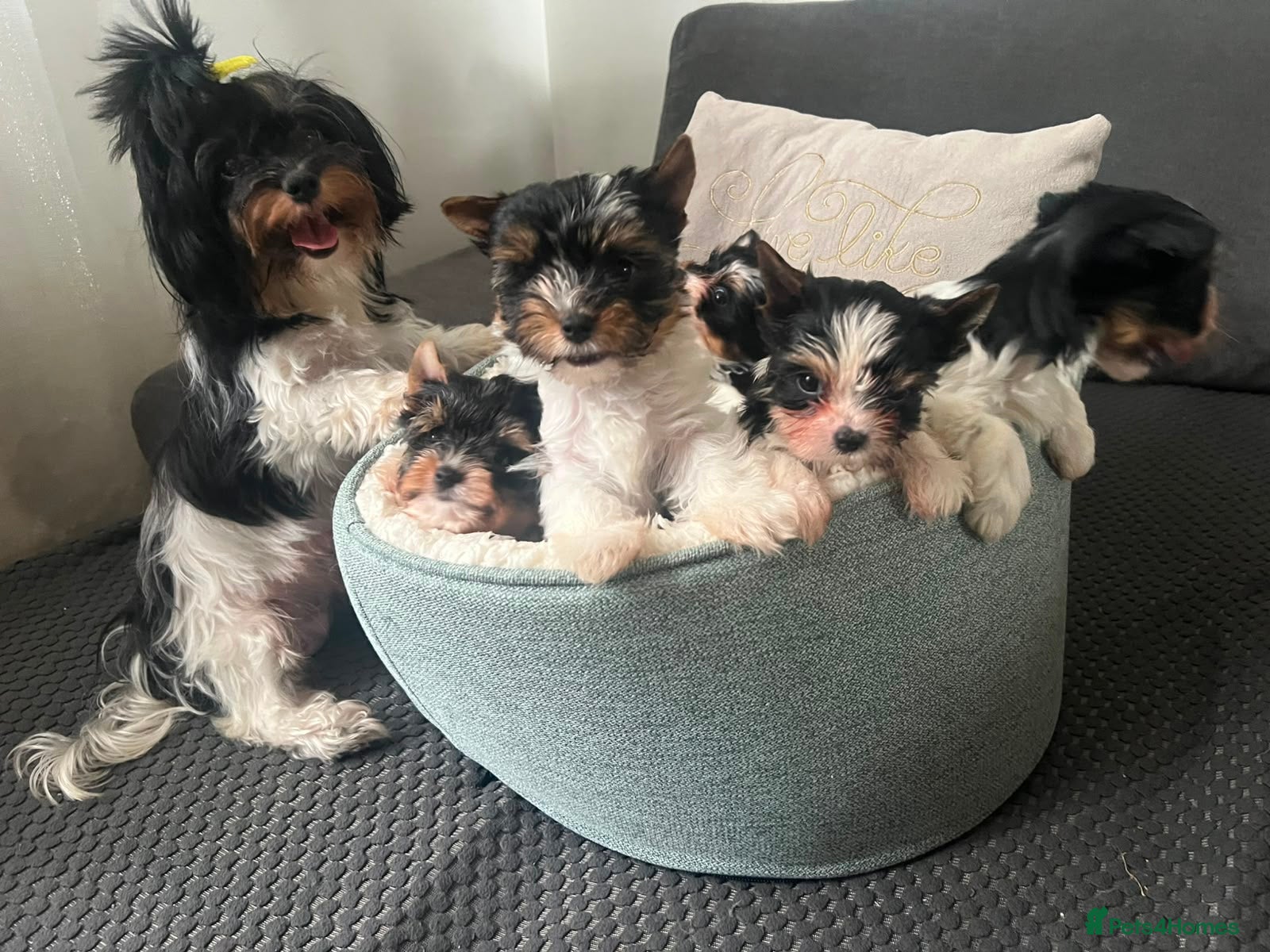 Biewer Terrier dogs Tiny Yorkshire terrier biewer girl - Advert 2