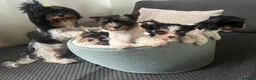 Biewer Terrier dogs for sale: Tiny Yorkshire terrier biewer girl - Advert 1
