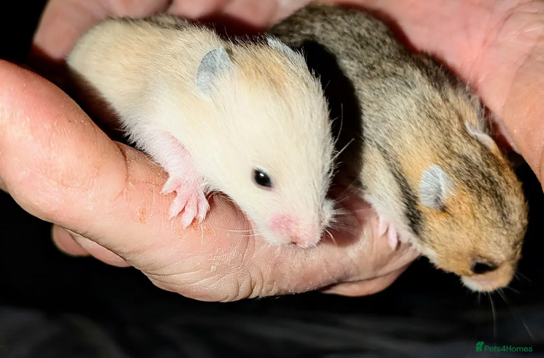 Hamster rodents for sale: Young Syrian Hamsters in Crowborough - Advert 17
