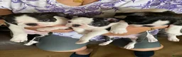 Boston Terrier dogs for sale: Beautiful champion line, 5th gen of my puppies - Advert 2