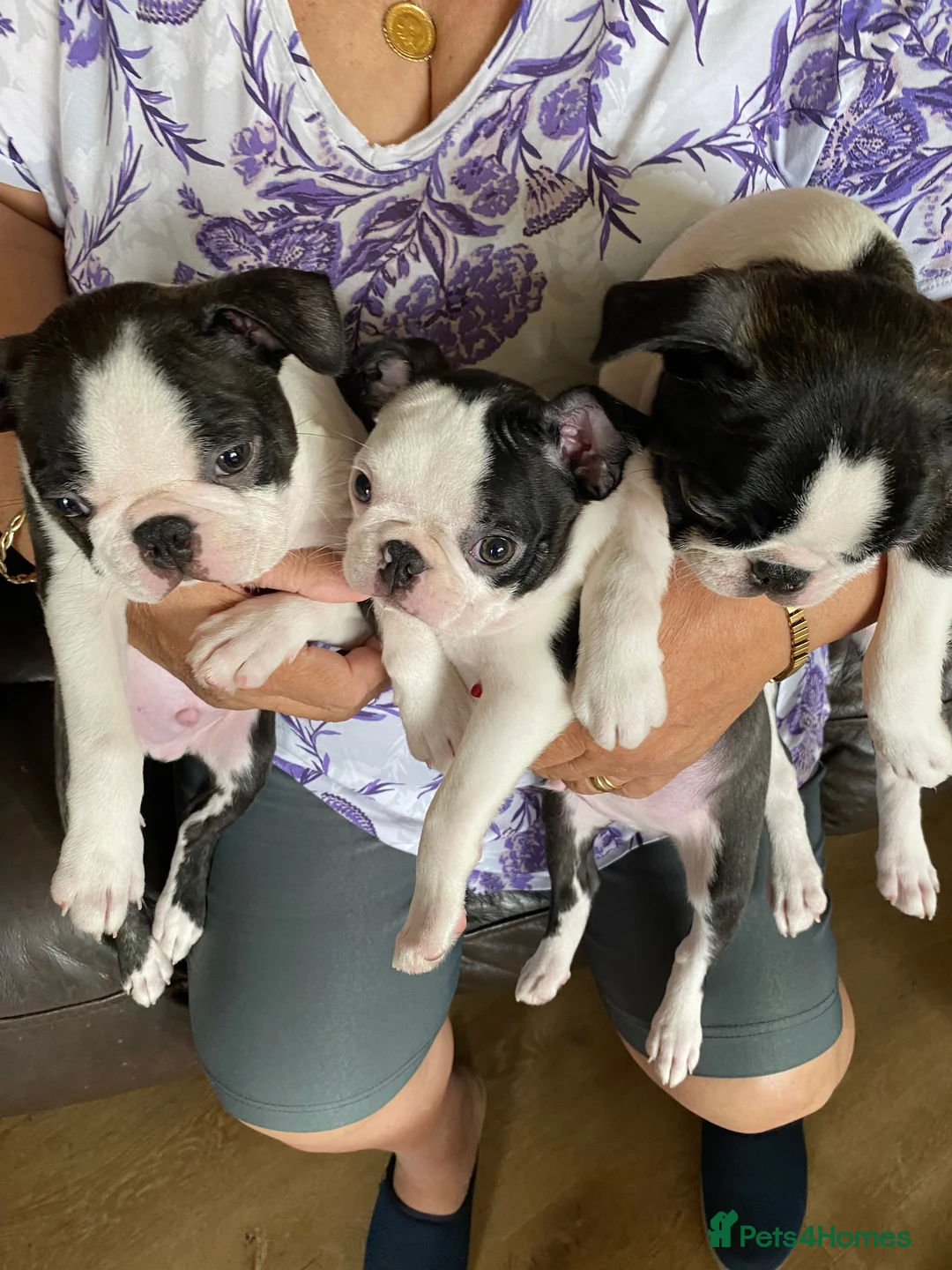 Boston Terrier dogs for sale: Beautiful champion line, 5th gen of my puppies - Advert 2