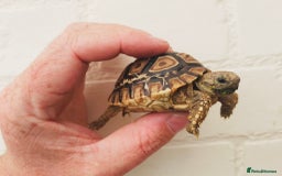 Tortoise reptiles for sale: Baby Leopard Tortioes  - Image 4