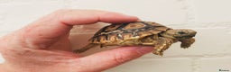Tortoise reptiles for sale: Baby Leopard Tortioes  - Advert 4