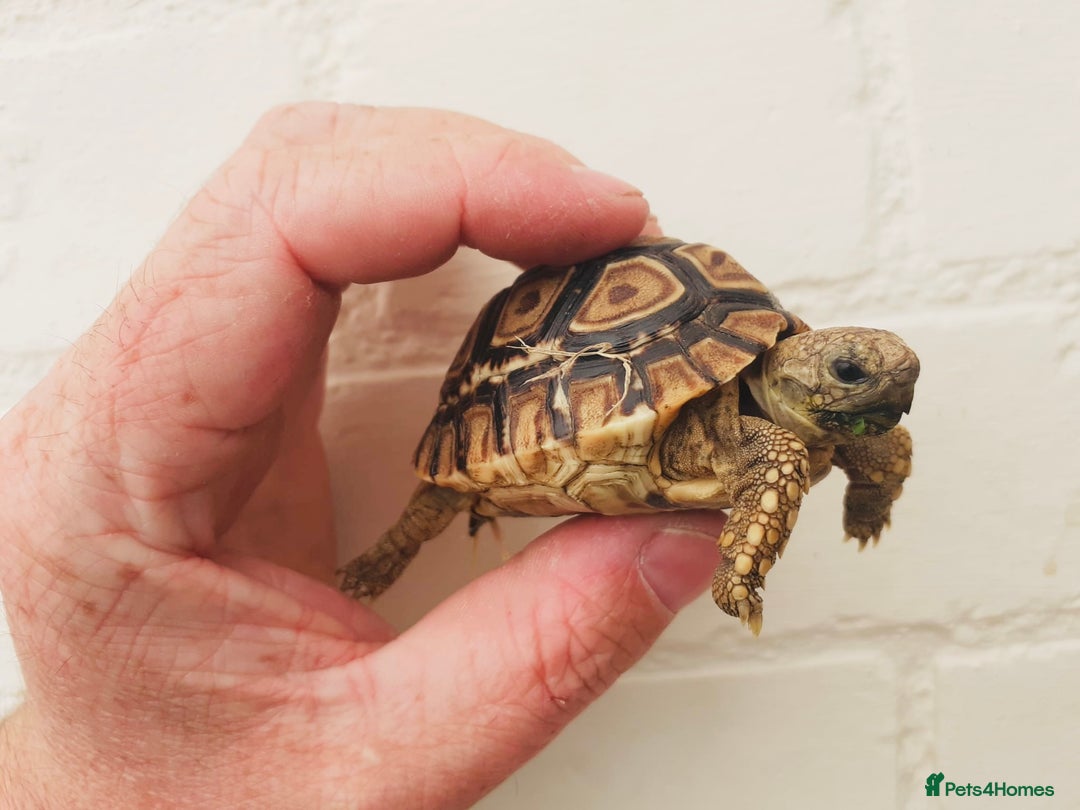 Tortoise reptiles for sale: Baby Leopard Tortioes  - Image 4