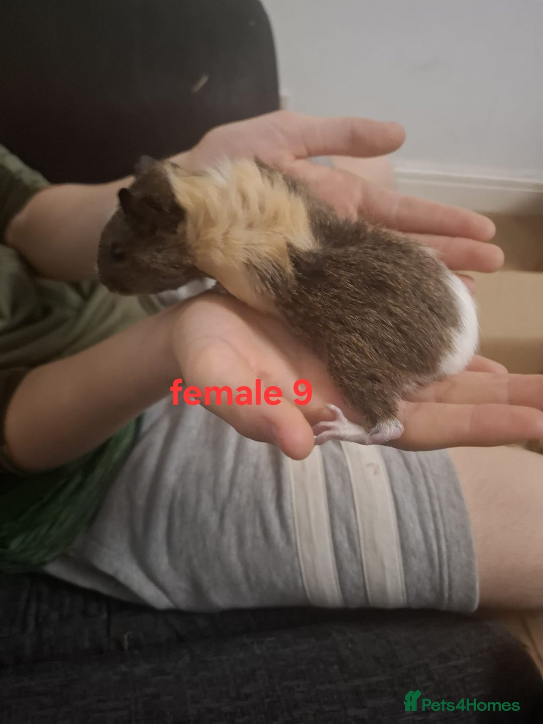 Guinea Pig rodents for sale: 13 guinea pigs mixed breed - Advert 37