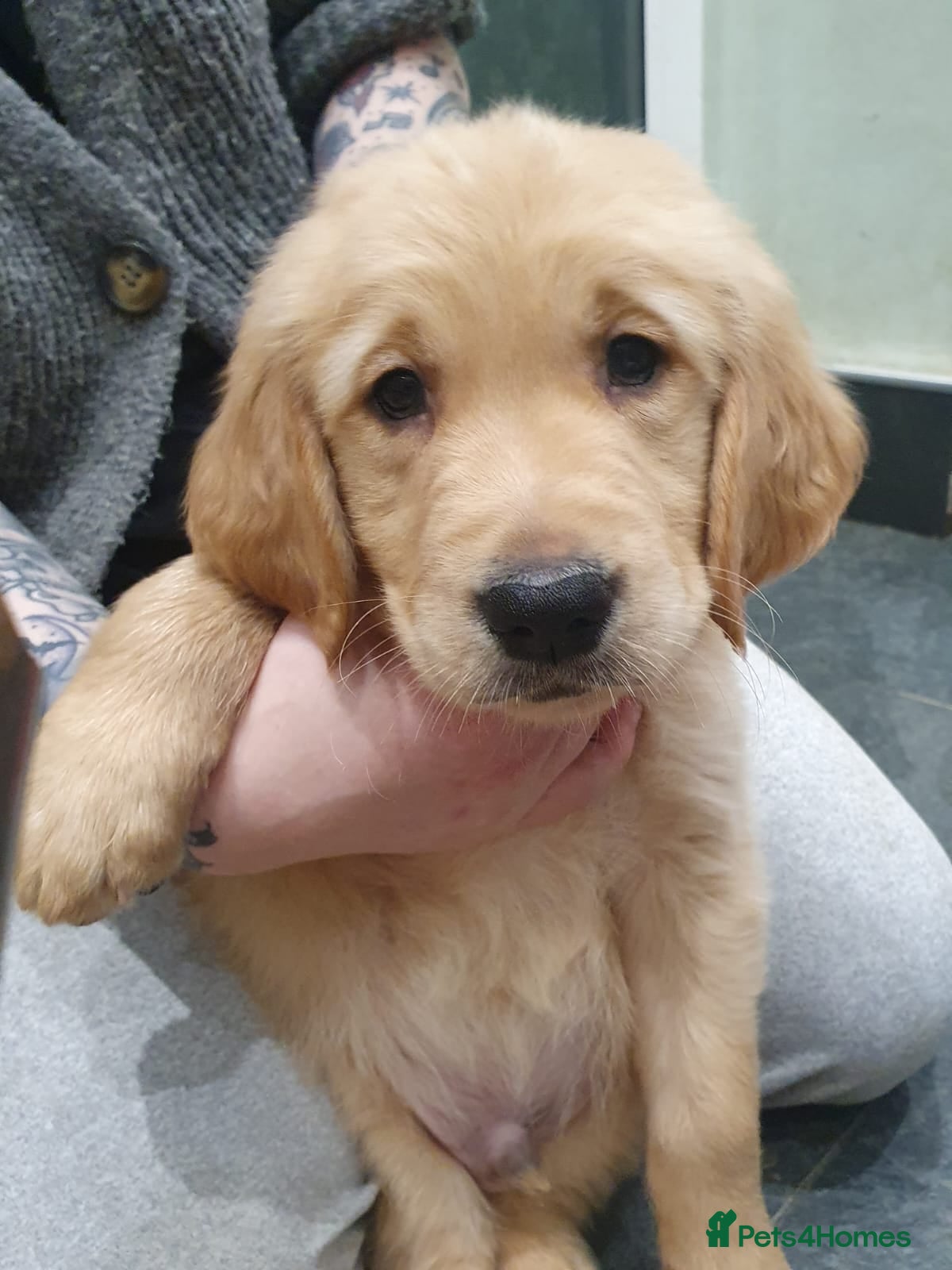 Golden Retriever dogs Chunky KC registered golden retrievers  - Advert 3